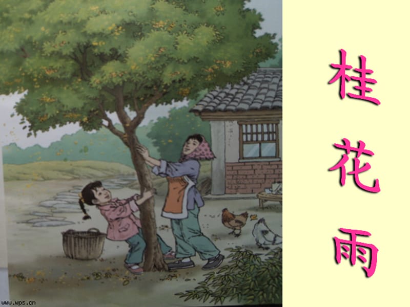 《桂花雨》ppt.ppt_第1页