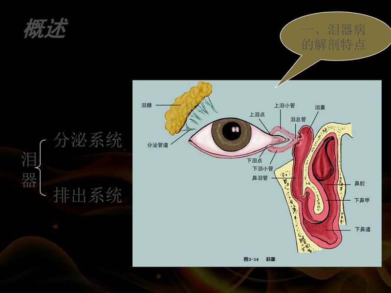 泪器病和眼表疾病_预防医学_医药卫生_专业资料.ppt_第3页