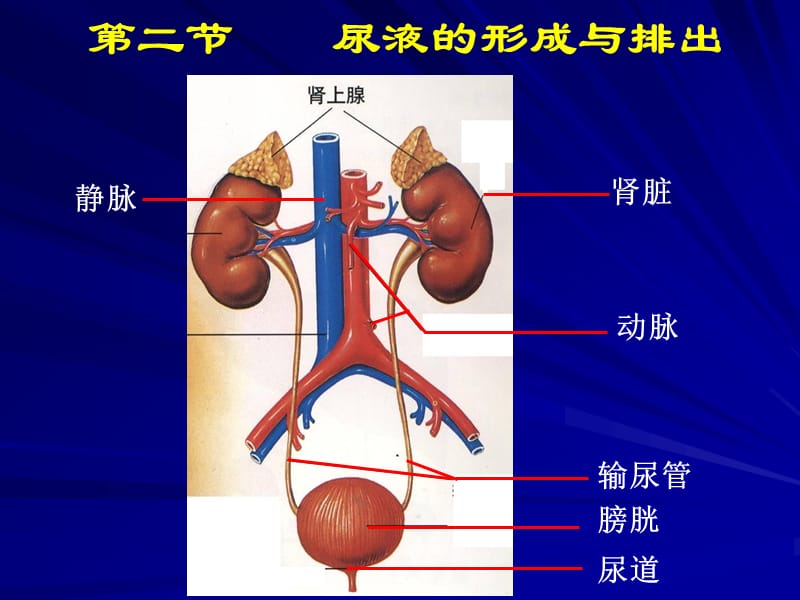 泌尿系统的组成.ppt_第1页