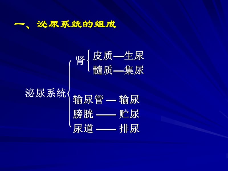 泌尿系统的组成.ppt_第3页