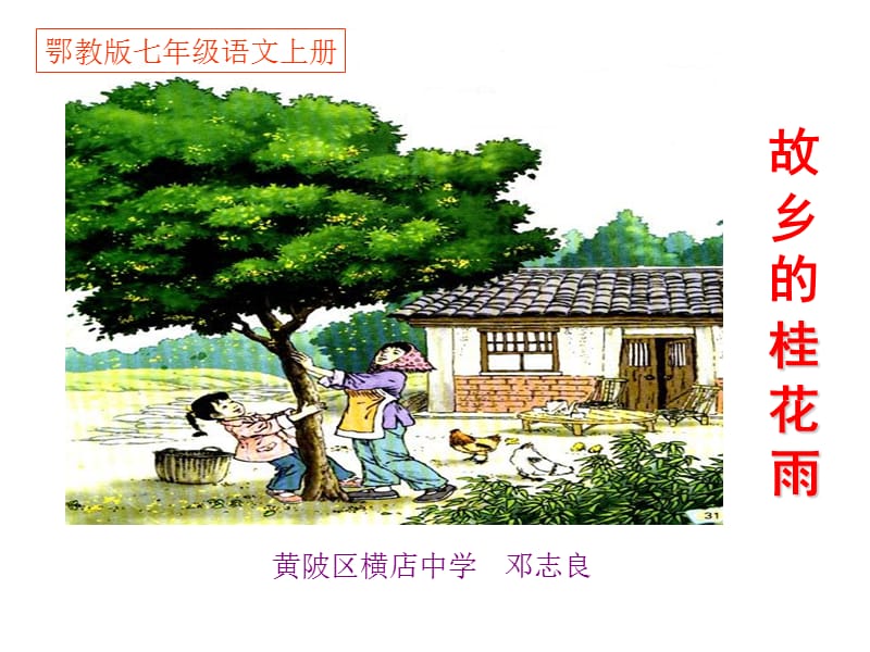 故乡桂花雨.ppt_第1页