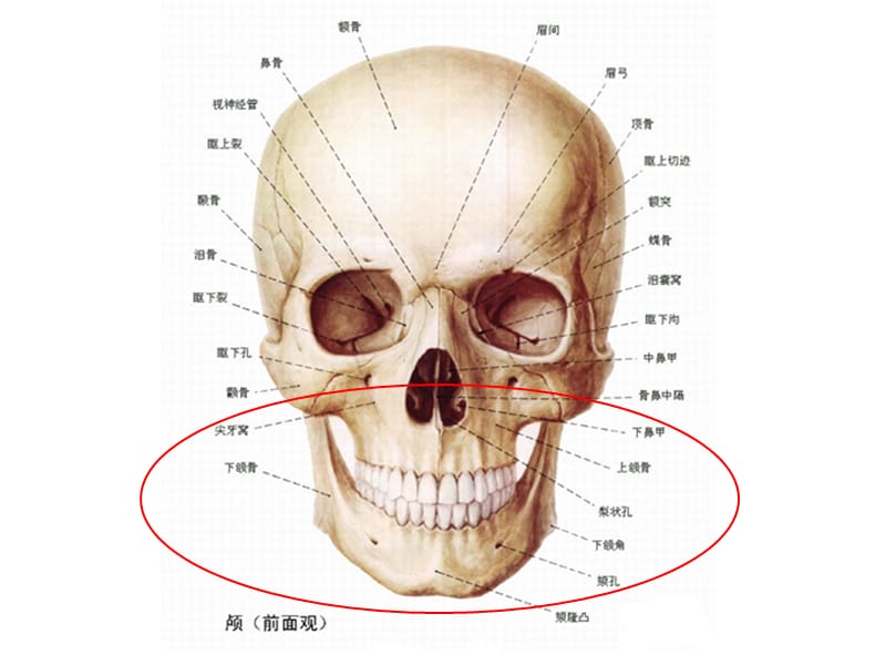 《口腔基础知识》ppt课件.ppt_第3页