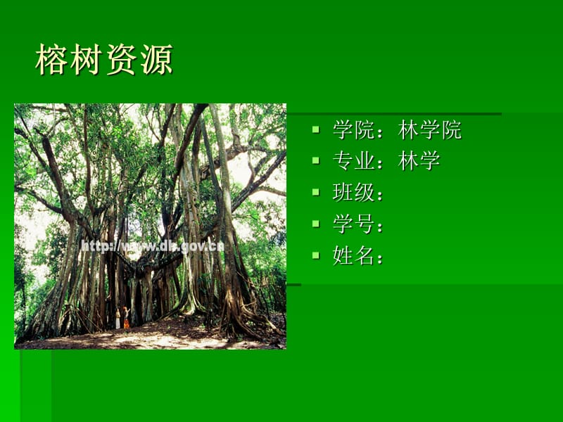 《榕树资源专题》ppt课件.ppt_第1页