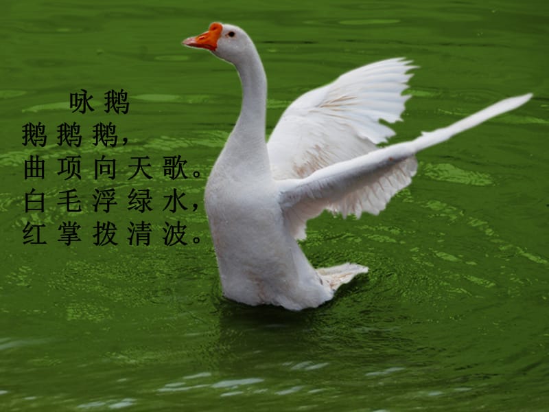 《诗情画意》课件.ppt_第1页