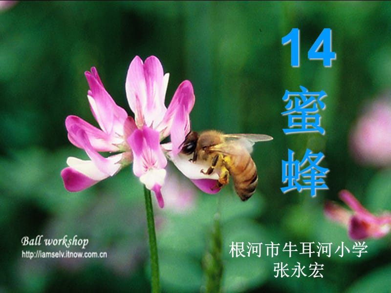 14《蜜蜂》.ppt_第1页