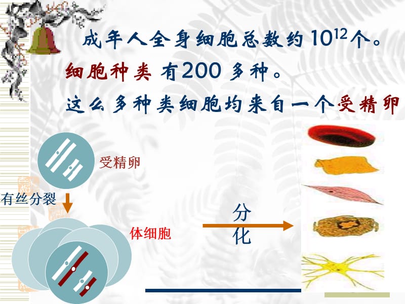 细胞的分化、癌变和衰老.ppt_第3页