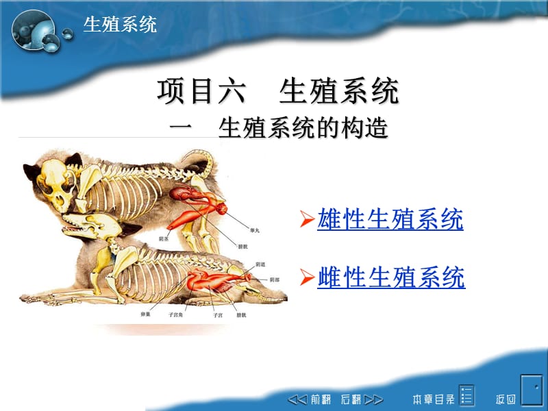 生殖系统雌性构造ppt课件.ppt_第1页