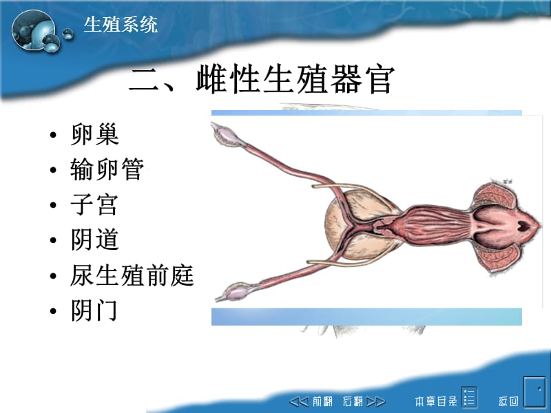 生殖系统雌性构造ppt课件.ppt_第2页