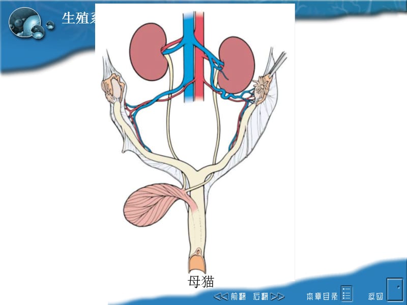 生殖系统雌性构造ppt课件.ppt_第3页