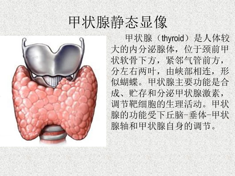 核医学内分泌代谢系统显像ppt课件.ppt_第3页