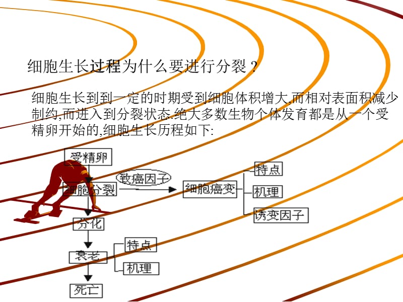 细胞的分化衰老.ppt_第2页