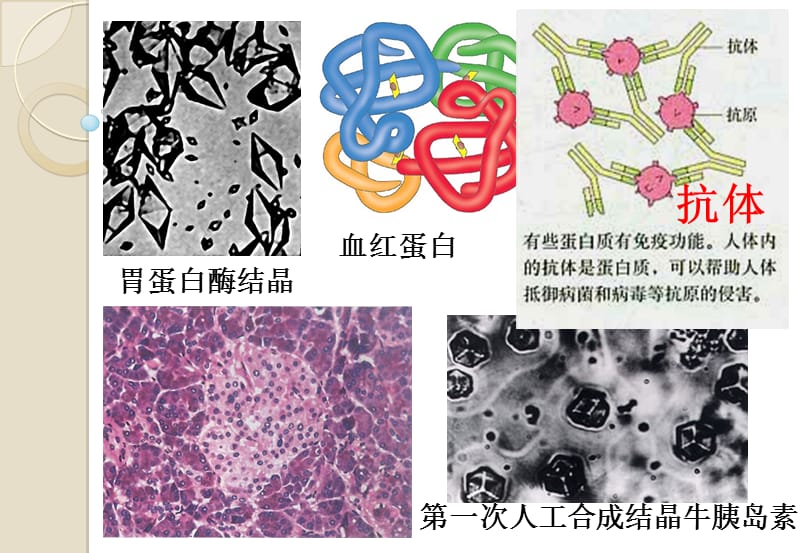 生命活动的主要承担者的蛋白质公开课.ppt_第3页