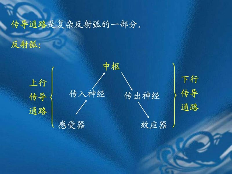 神经传导通路全-解剖学_预防医学_医药卫生_专业资料.ppt_第2页