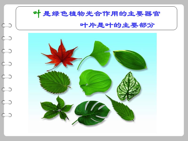 生物：6.2《植物光合作用的场所》课件（苏教版七年级上）.ppt_第3页