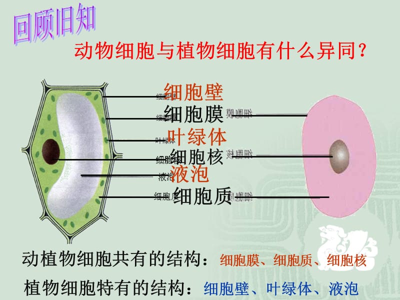 细胞的生活四课时.ppt_第1页