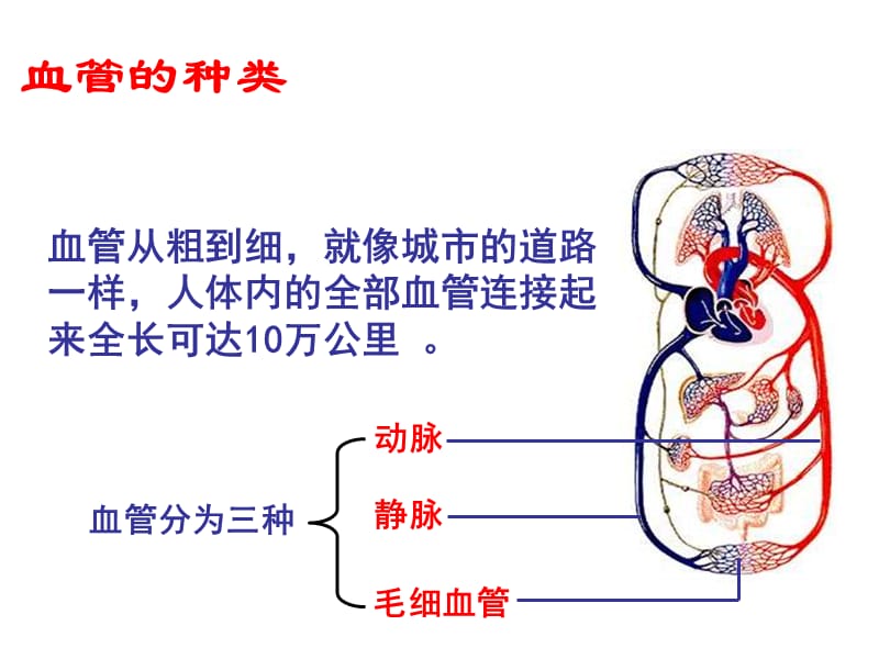 10-2人体的血液循环.ppt.ppt_第3页