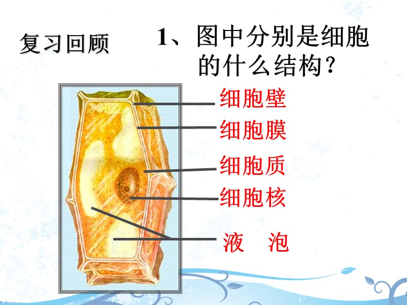 生物《动物细胞》教案设计课件.ppt_第2页