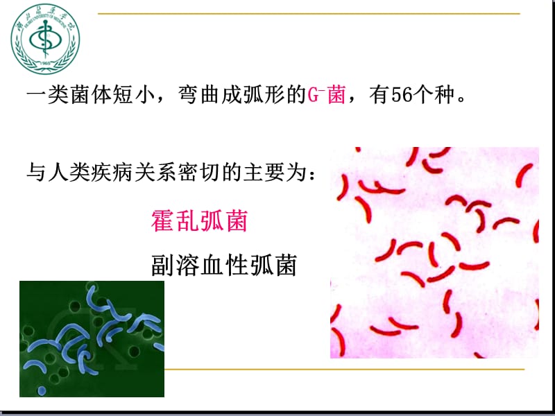 《弧菌》ppt课件.ppt_第2页