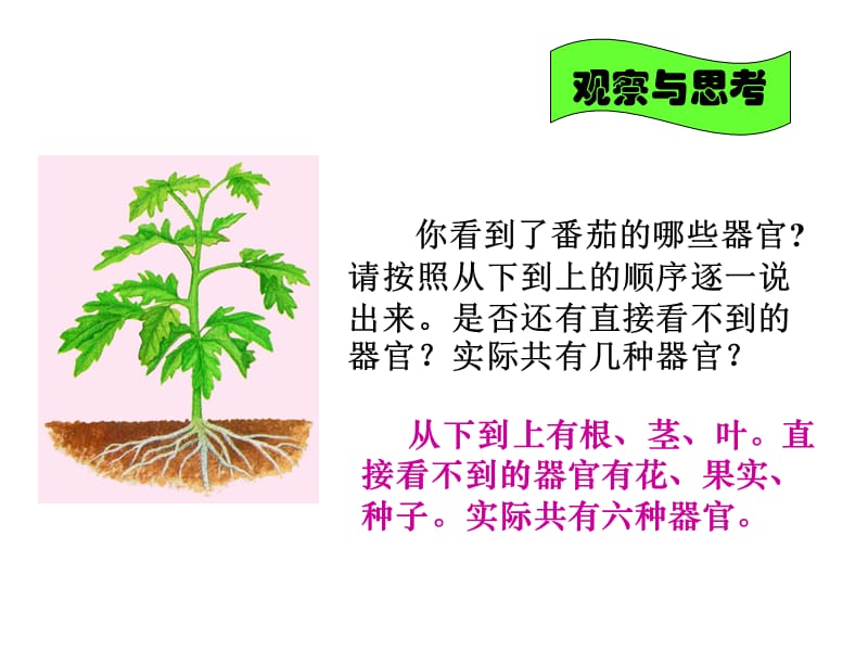 生物：4.2《多细胞生物体的组成》课件（苏教版七年级上）.ppt_第3页