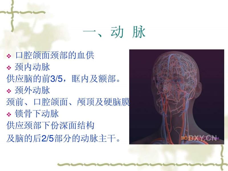 7血管淋巴神经_图文.ppt.ppt_第2页