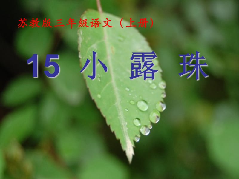 15、小露珠(1).ppt_第1页