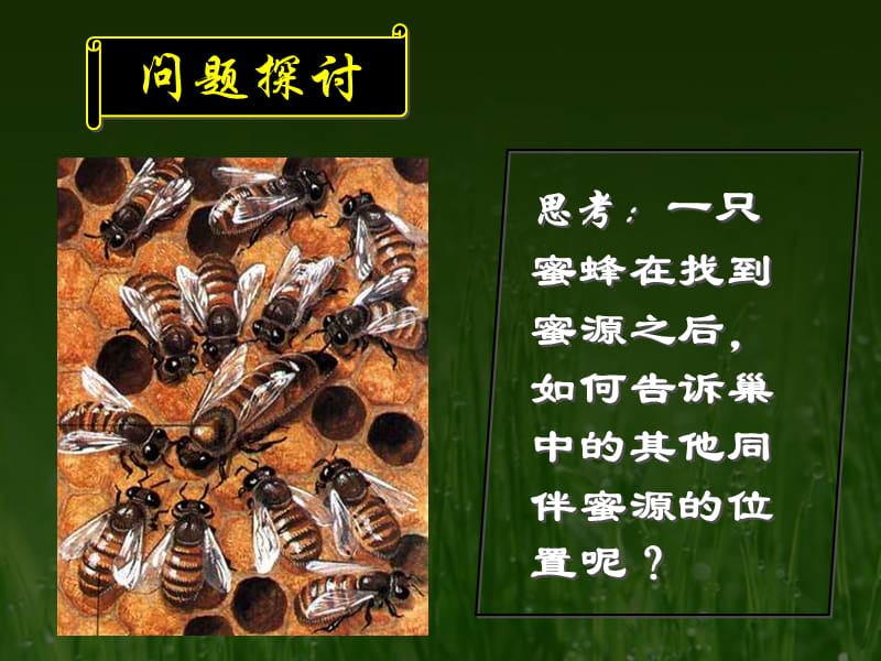 生态系统的信息传递 (2).ppt_第2页