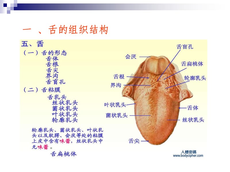 《舌诊》ppt课件.ppt_第2页