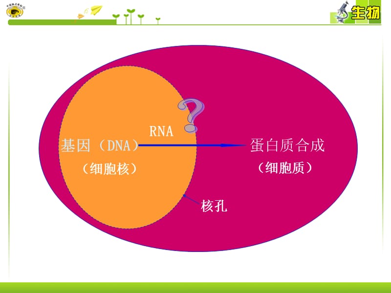 4.1《基因指导蛋白质的合成》课件5谢强.ppt_第3页