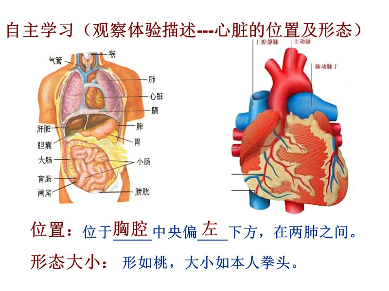 4.431输送血液的泵（心脏）1.ppt_第3页