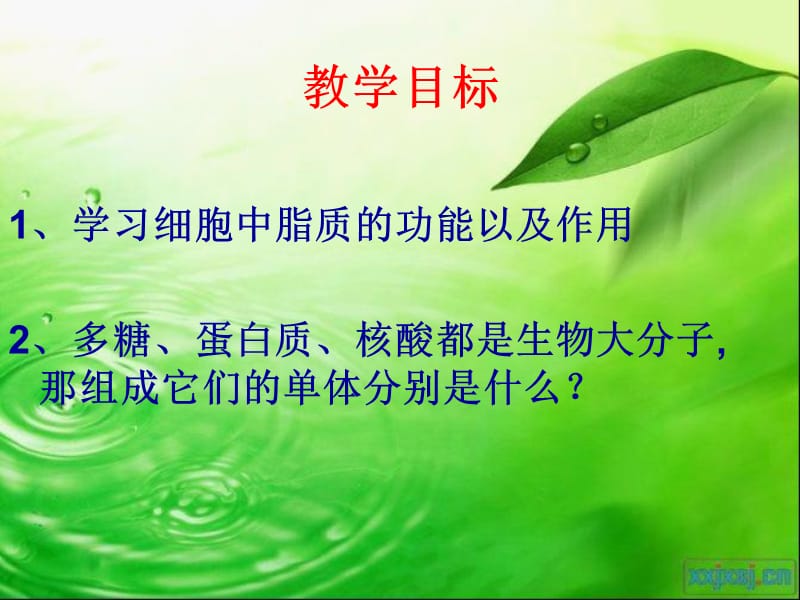 2013细胞中的糖类和脂质.ppt_第2页