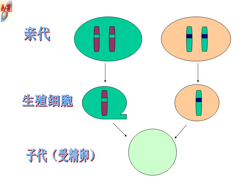 7.2.3基因的显性和隐性.ppt_第3页