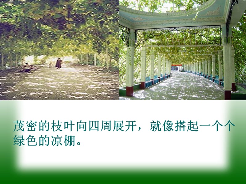 葡萄沟 (2).ppt_第2页