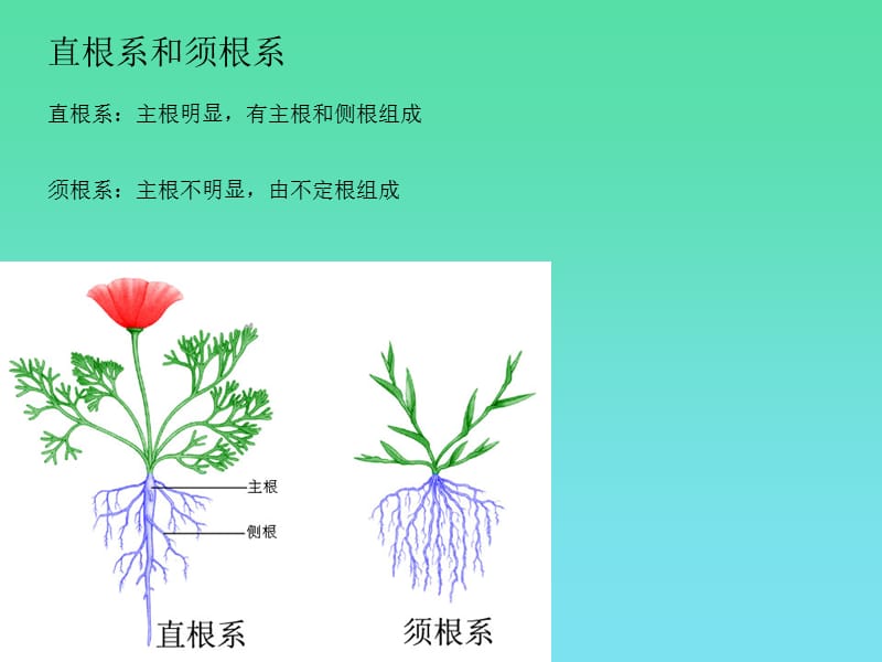 苏教版生物七年级上_第5章_第2节_植物根的生长.ppt_第3页