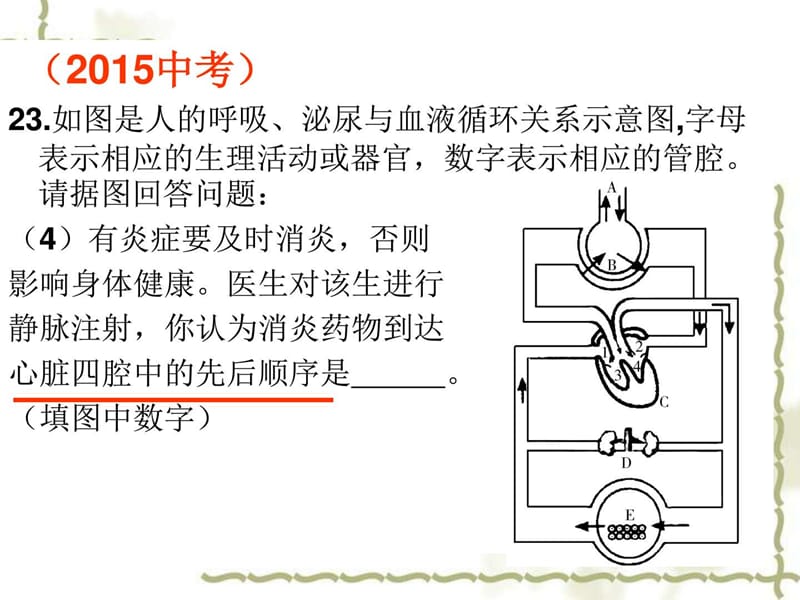 复习人体内的物质运输.ppt_第3页