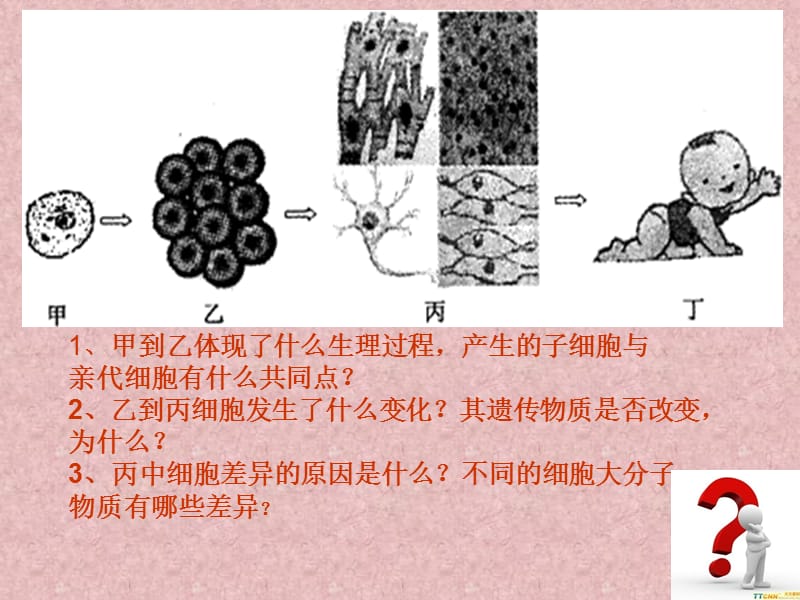 6.2《细胞的分化》课件5王德清.ppt_第2页