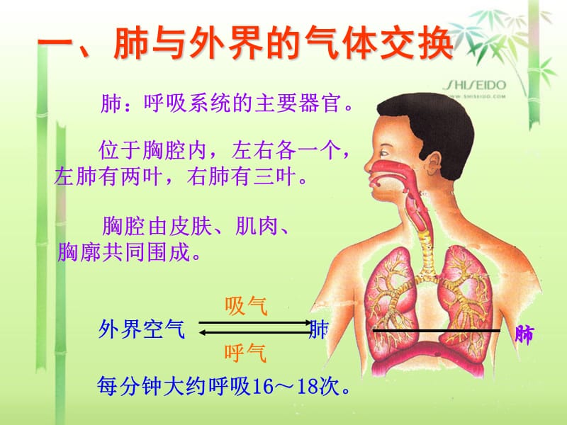 4.3.2发生在肺内的气体交换课件.ppt_第3页