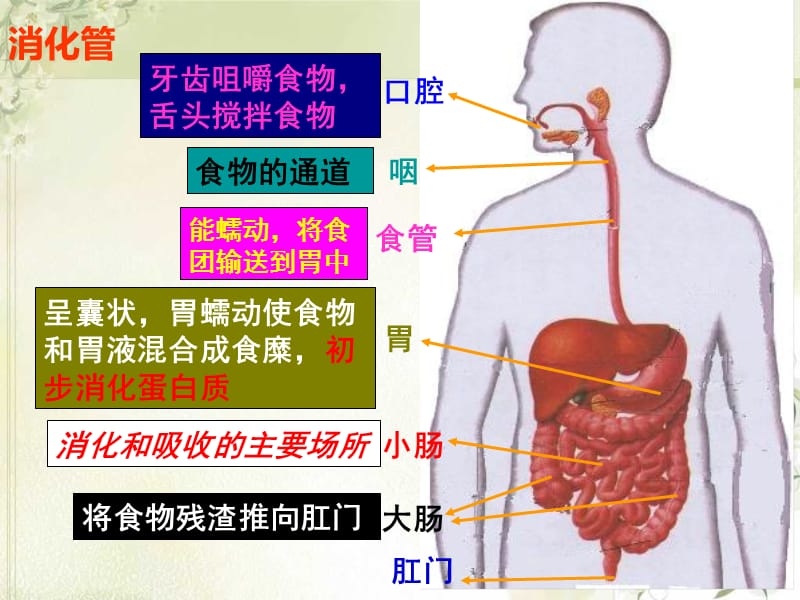 宋和时消化和吸收ppt课件.ppt_第3页