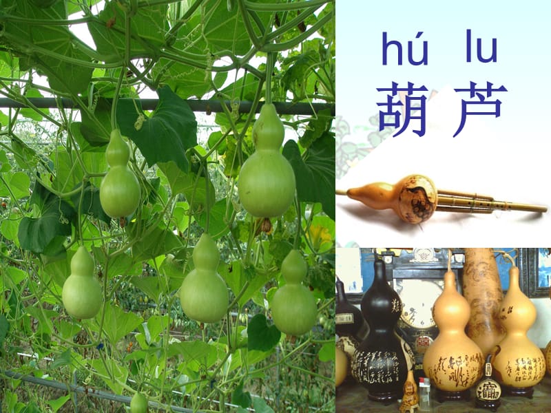 黄小花《我要的是葫芦》.ppt_第1页