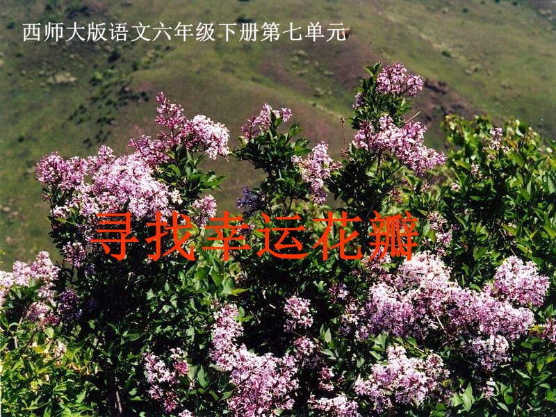 25《寻找幸运花瓣》.ppt_第1页