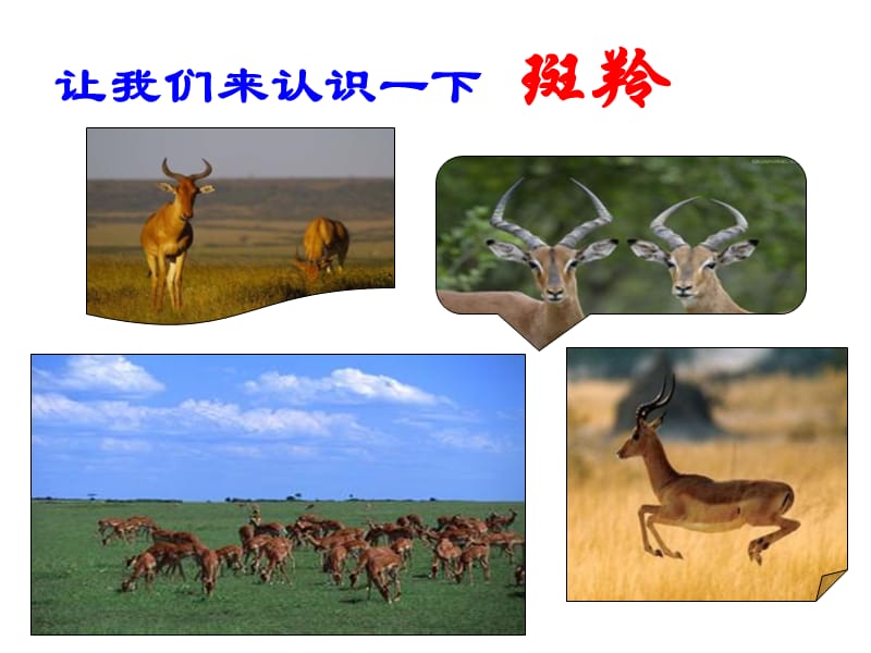 27.斑羚飞渡.ppt_第1页