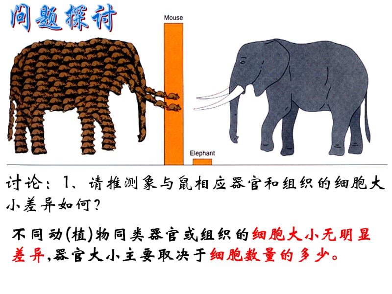 6.1《细胞的增殖》课件2.ppt_第2页