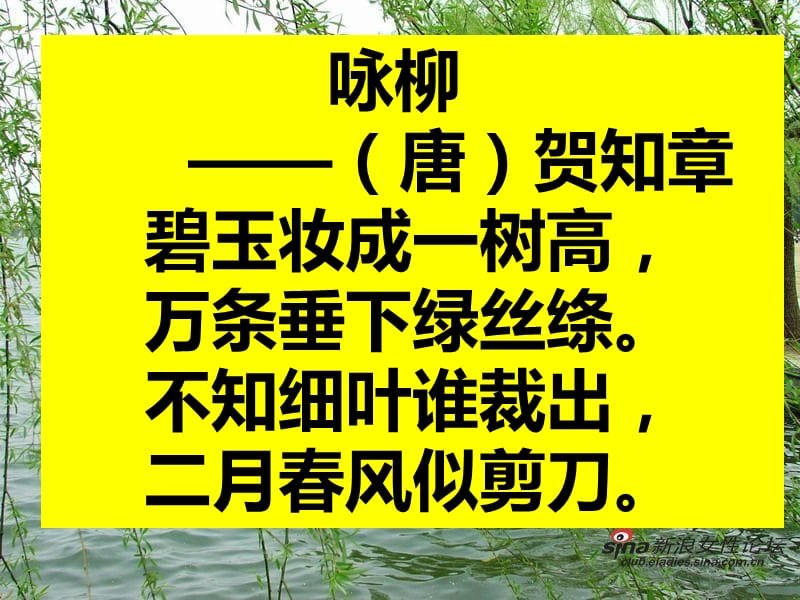 青海高原一株柳定稿.ppt_第3页