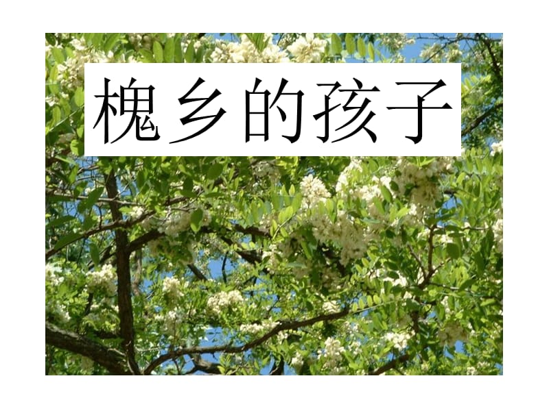 苏琦《槐乡的孩子》.ppt_第1页