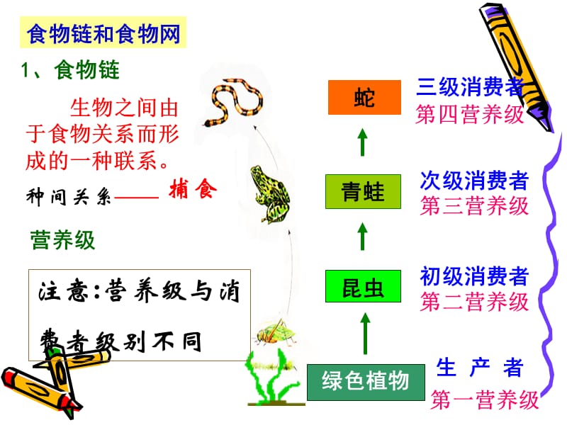 食物链食物网的解题技巧.ppt_第3页