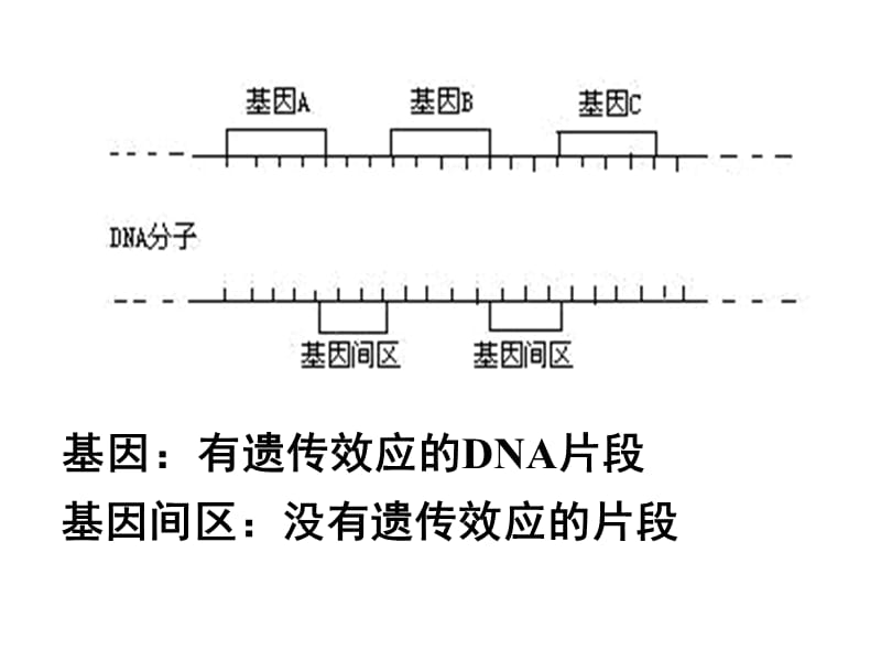 4.1《基因指导蛋白质的合成》课件8陈秀峰.ppt_第2页