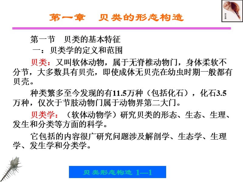 第一部分贝类的形态构造教学课件.ppt_第1页