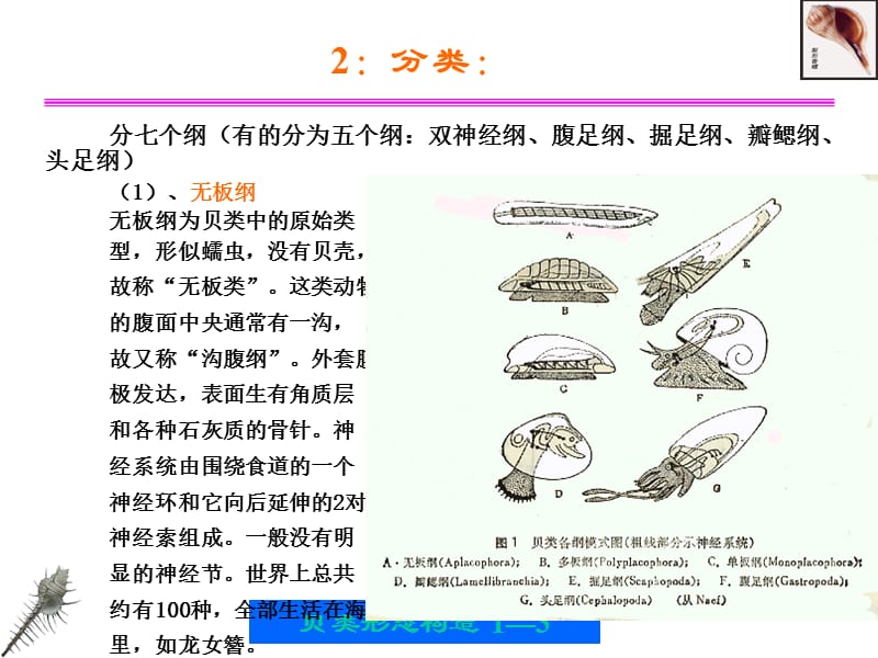 第一部分贝类的形态构造教学课件.ppt_第3页