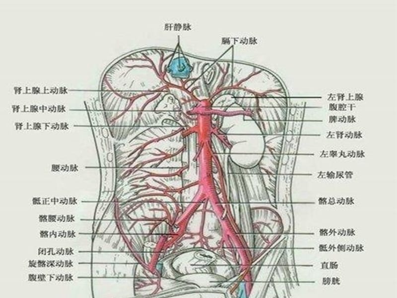 腹主动脉瘤的护理王文萍ppt课件.ppt_第3页