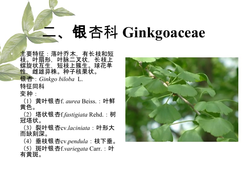 二银杏科Ginkgoaceae.ppt_第1页