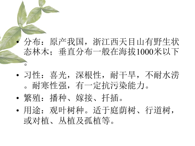 二银杏科Ginkgoaceae.ppt_第3页